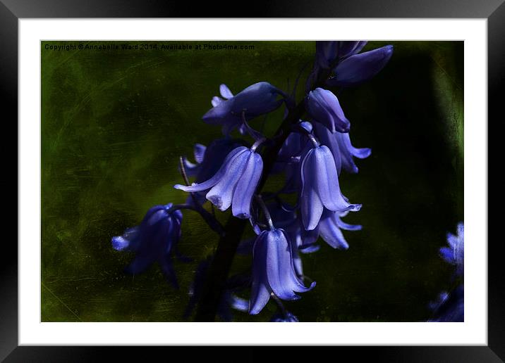 Spring Bluebells Framed Mounted Print by Annabelle Ward