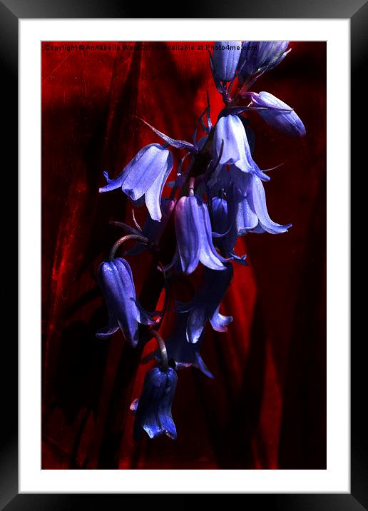 Bluebells on Red Framed Mounted Print by Annabelle Ward