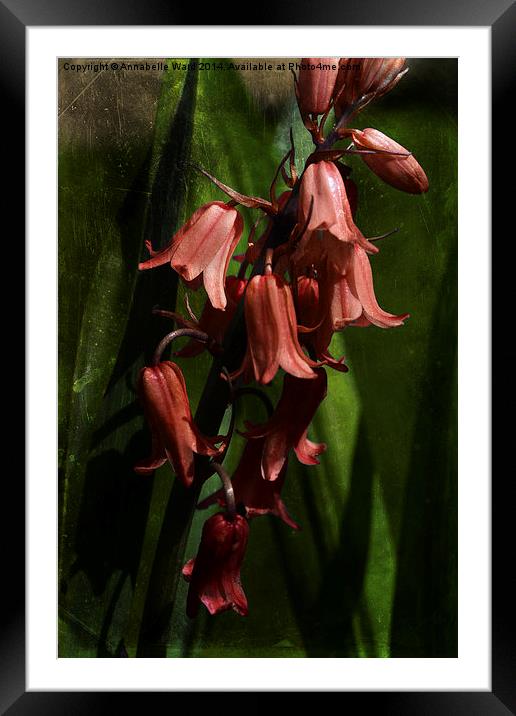 Bluebells Are Red. Framed Mounted Print by Annabelle Ward
