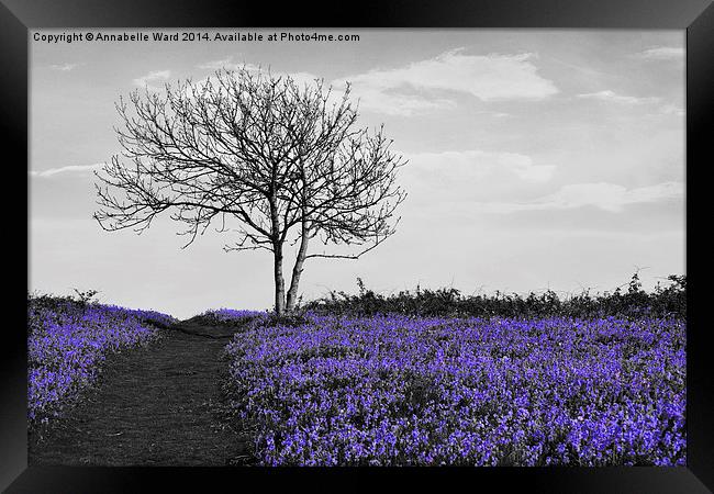 Bluebells On Monochrome Framed Print by Annabelle Ward