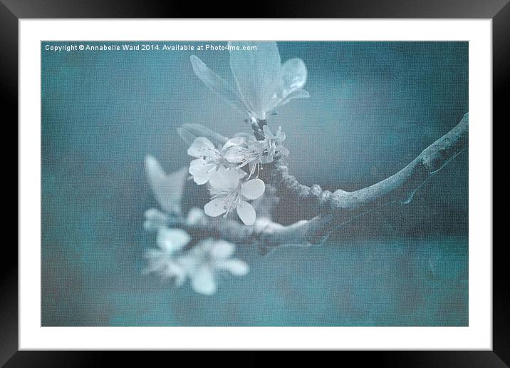 Apple Blossom Blues. Framed Mounted Print by Annabelle Ward