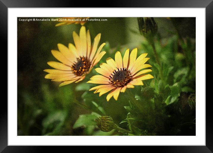 Spring Flower Smile. Framed Mounted Print by Annabelle Ward