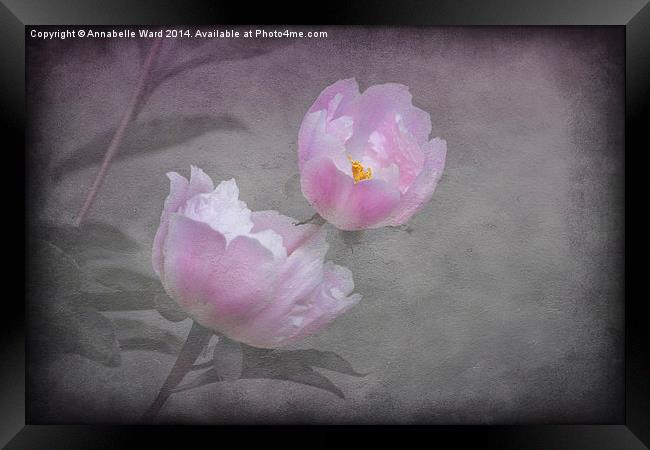 Flowers And Pink. Framed Print by Annabelle Ward