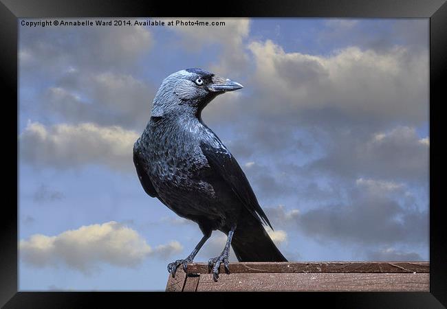 Majestic Jackdaw. Framed Print by Annabelle Ward