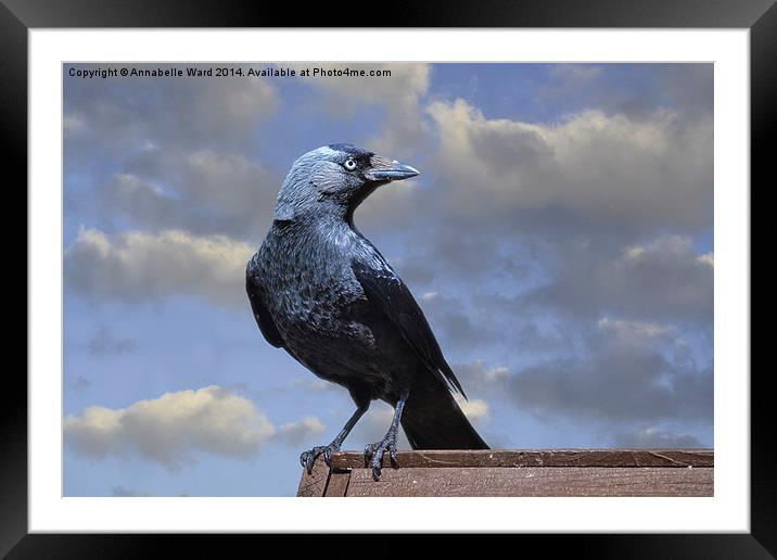 Majestic Jackdaw. Framed Mounted Print by Annabelle Ward