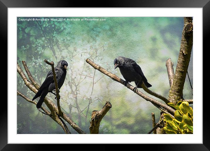 Jackdaw Love Framed Mounted Print by Annabelle Ward