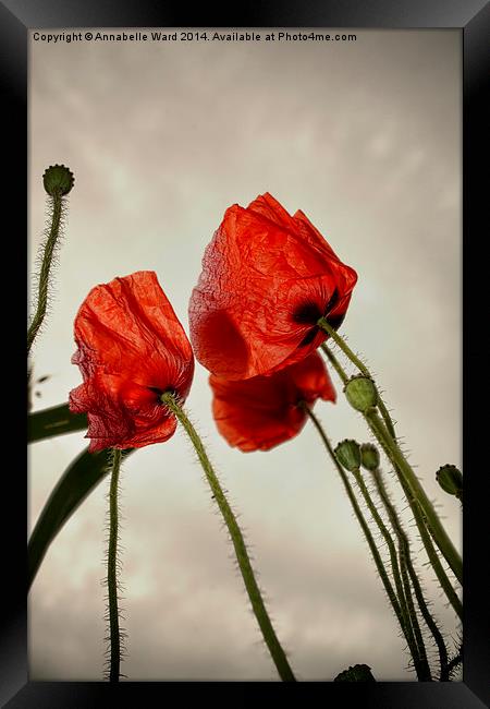 Poppies In The Sky Framed Print by Annabelle Ward
