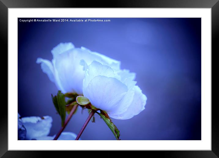 Soft Flower Kisses. Framed Mounted Print by Annabelle Ward