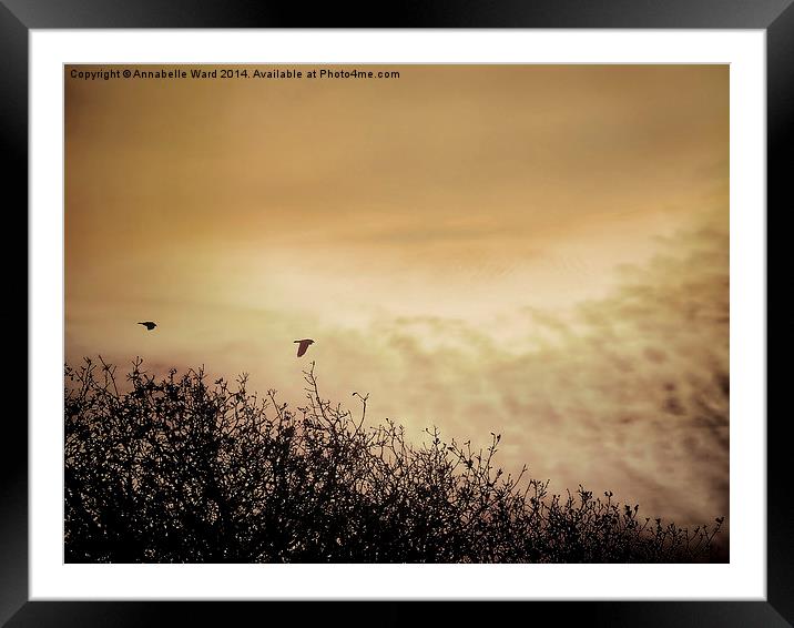 Fly By Dawn Framed Mounted Print by Annabelle Ward