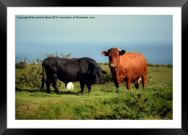 Bullock and Cow. Framed Mounted Print by Annabelle Ward