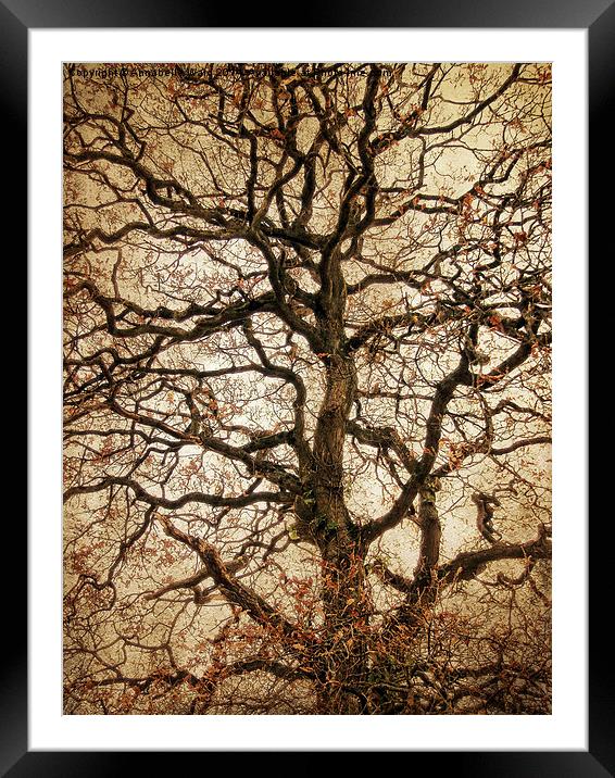 Autumn Love Tree Framed Mounted Print by Annabelle Ward