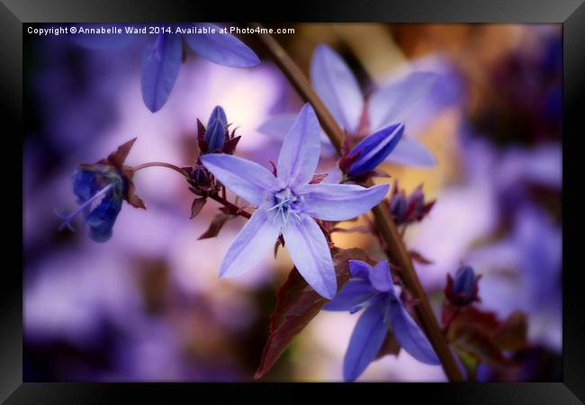  Little Lilac Flower Framed Print by Annabelle Ward