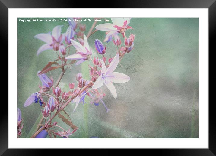 Lilac Looking Glass Flower Framed Mounted Print by Annabelle Ward