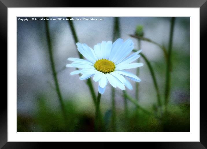  Daisy Delight. Framed Mounted Print by Annabelle Ward