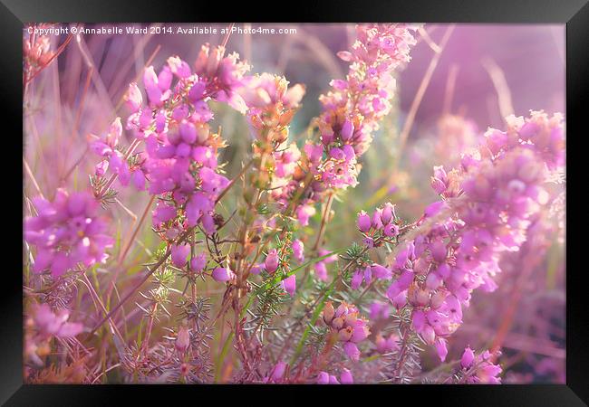  Pink Bell Heather. Framed Print by Annabelle Ward