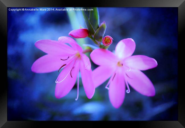  Pink Flowers on Blue. Framed Print by Annabelle Ward
