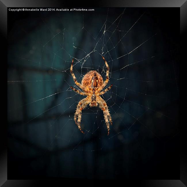 Spider on Web. Framed Print by Annabelle Ward