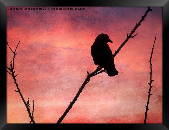  Jackdaw Sunset. Framed Print by Annabelle Ward