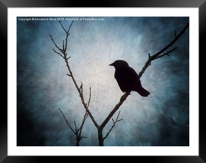  Jackdaw on Grey. Framed Mounted Print by Annabelle Ward
