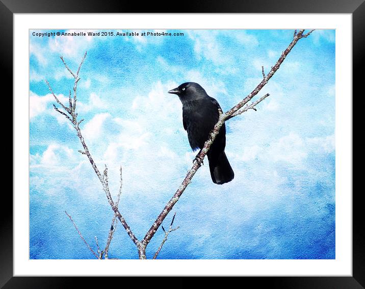  Jackdaw on Blue. Framed Mounted Print by Annabelle Ward