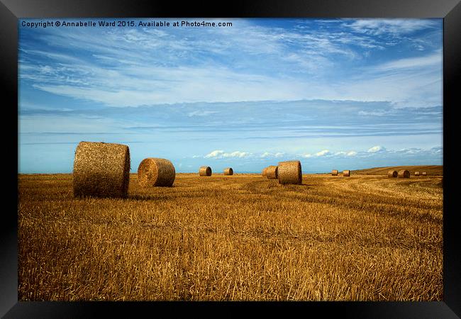  Straw Bale Fields Forever. Framed Print by Annabelle Ward