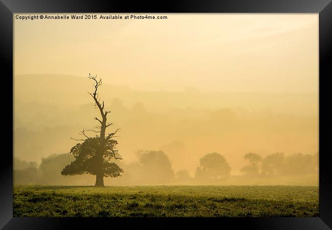  Misty Autumn Morning Tree. Framed Print by Annabelle Ward
