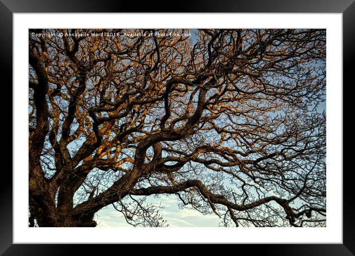 Twisted Winter Tree. Framed Mounted Print by Annabelle Ward