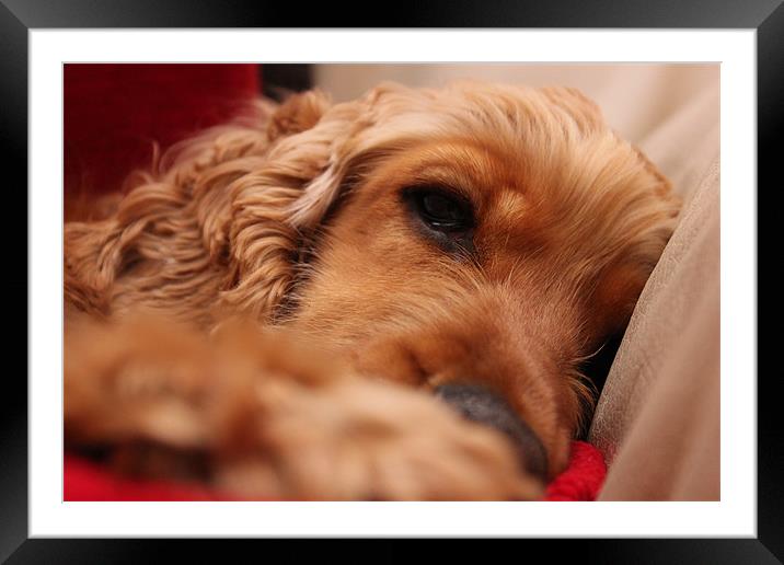 Sleeping Dog Framed Mounted Print by Nath Rayner