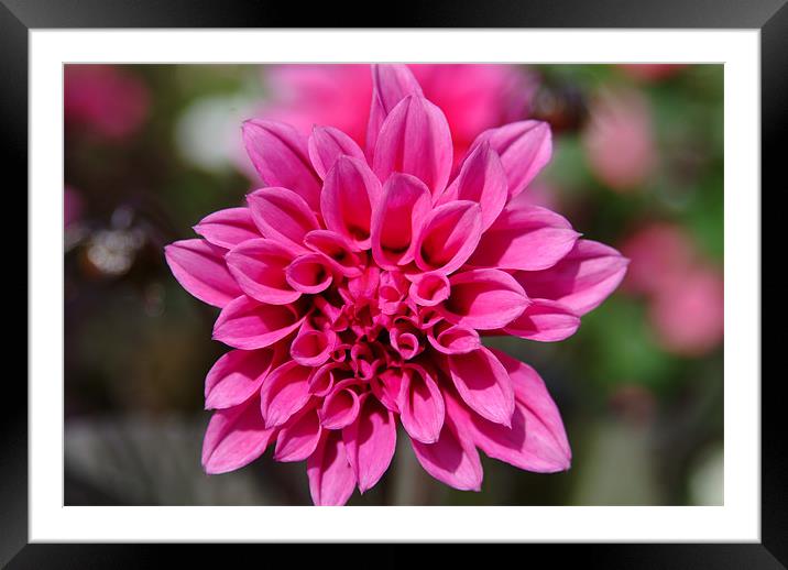 Pink Flower Framed Mounted Print by Adrian Thurm