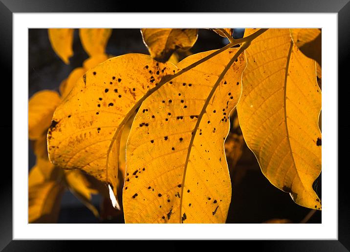 Walnut leaf in warm autumn light Framed Mounted Print by Sergiu Gabriel Mihu