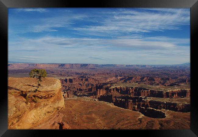 Small tree and vast spaces, Utah Framed Print by Claudio Del Luongo