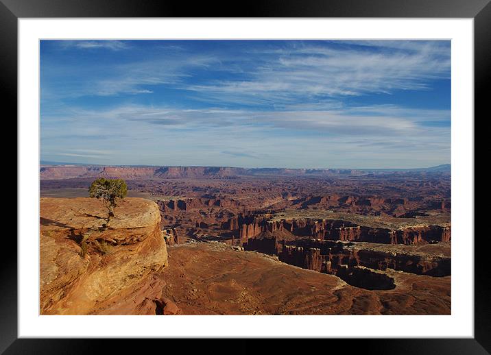 Small tree and vast spaces, Utah Framed Mounted Print by Claudio Del Luongo