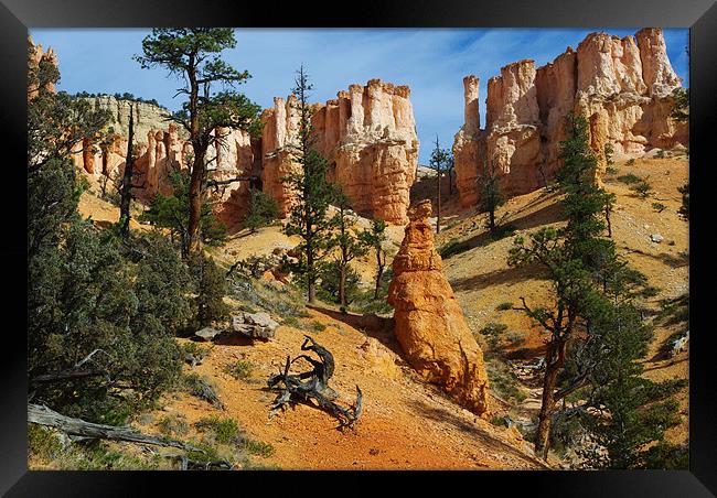 Dry logs, trees and rock torrets Framed Print by Claudio Del Luongo