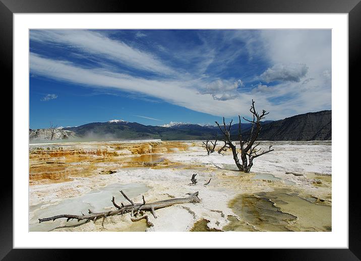 Dry trees, Yellowstone Framed Mounted Print by Claudio Del Luongo
