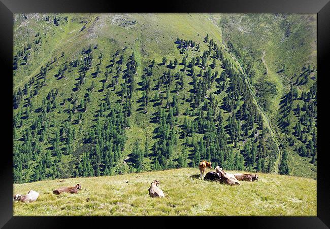 Swiss cows with a view Framed Print by Claudio Del Luongo