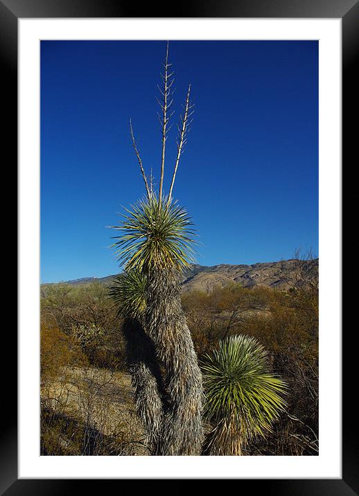 Beautiful plant and blue, sky,, Arizona Framed Mounted Print by Claudio Del Luongo