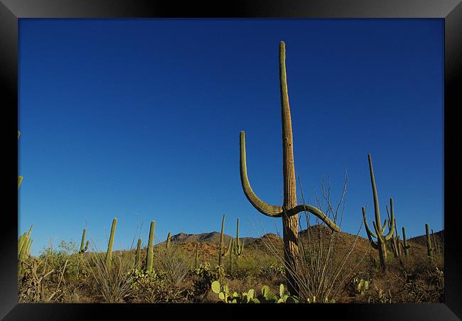 Happy saguaro and friends Framed Print by Claudio Del Luongo
