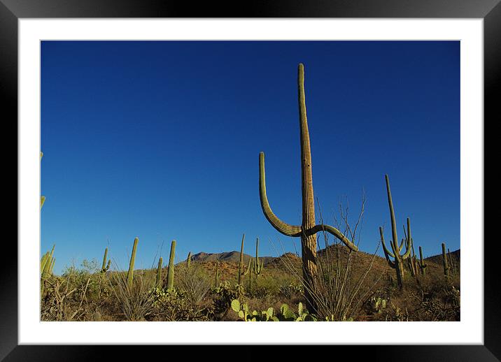 Happy saguaro and friends Framed Mounted Print by Claudio Del Luongo