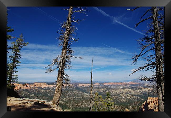 Trees over Bryce, Utah Framed Print by Claudio Del Luongo