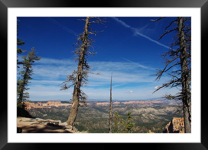 Trees over Bryce, Utah Framed Mounted Print by Claudio Del Luongo
