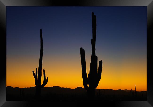 Saguaro sunset near Tucson, Arizona Framed Print by Claudio Del Luongo