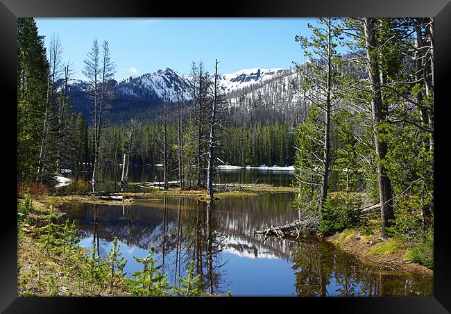 Small lake with forest, Yellowstone Framed Print by Claudio Del Luongo