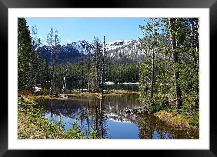 Small lake with forest, Yellowstone Framed Mounted Print by Claudio Del Luongo