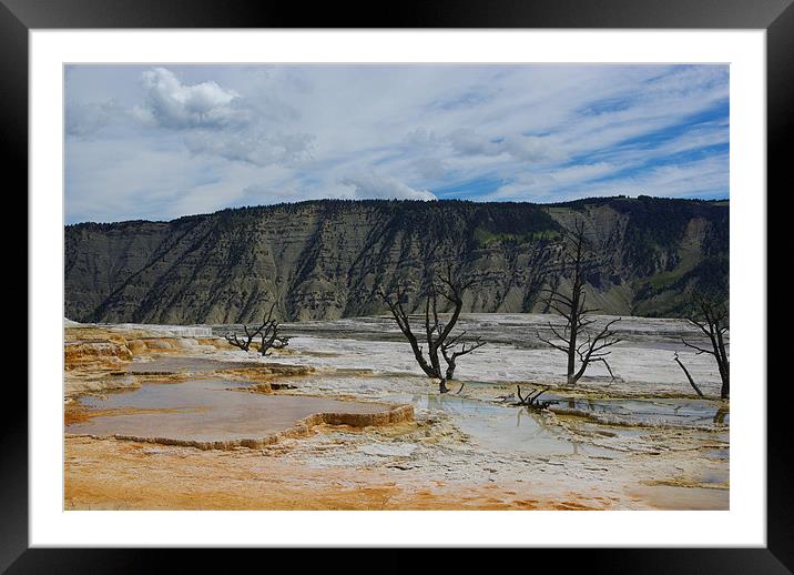 Dry trees on thermal grounds, Yellowstone Framed Mounted Print by Claudio Del Luongo