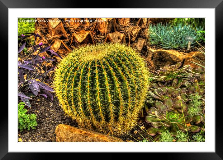  Botanical Cactus Framed Mounted Print by Chris Archer