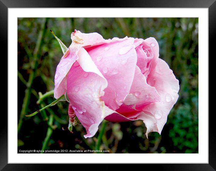 Rose Framed Mounted Print by sylvia plumridge