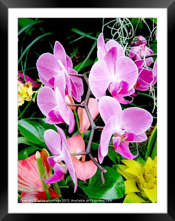 Orchid Framed Mounted Print by sylvia plumridge