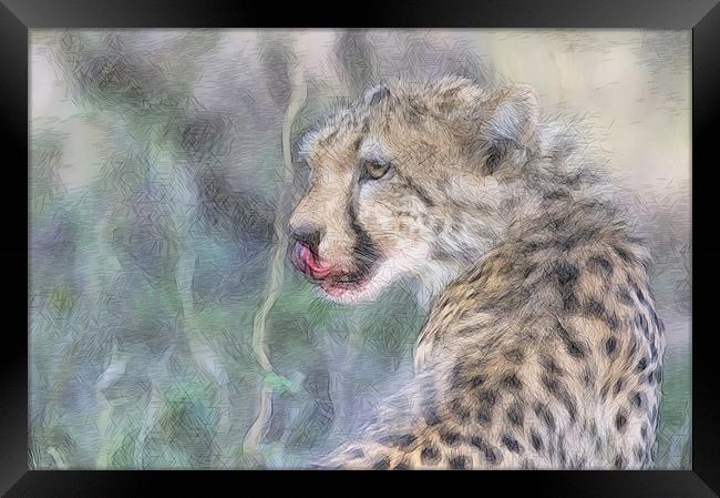 Licking Leopard Framed Print by Keith Furness