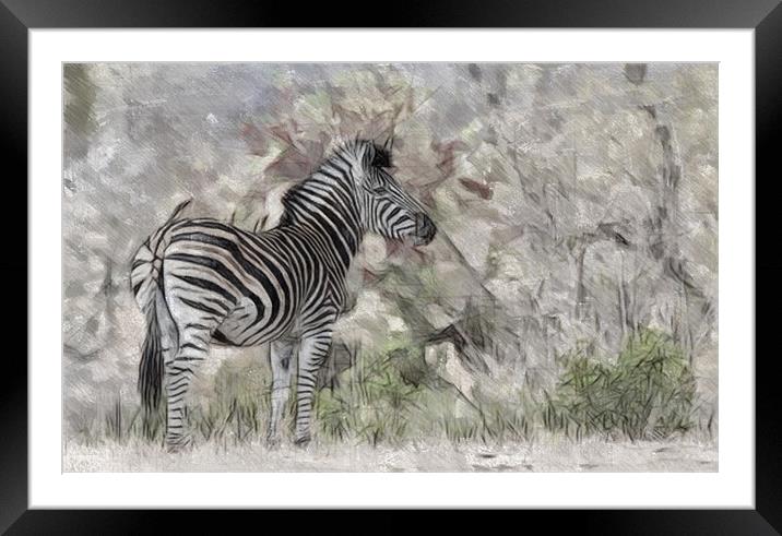 Zebra In The Wild Framed Mounted Print by Keith Furness