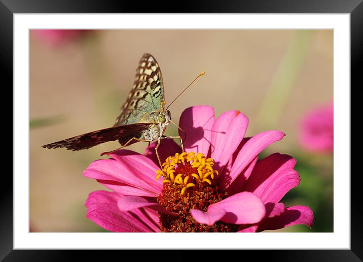 Butterfly on a pink flower Framed Mounted Print by Paula Guy